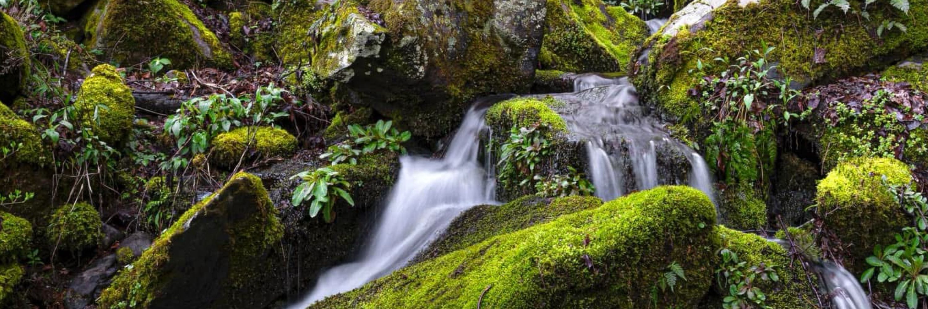 Mossy Green Trees