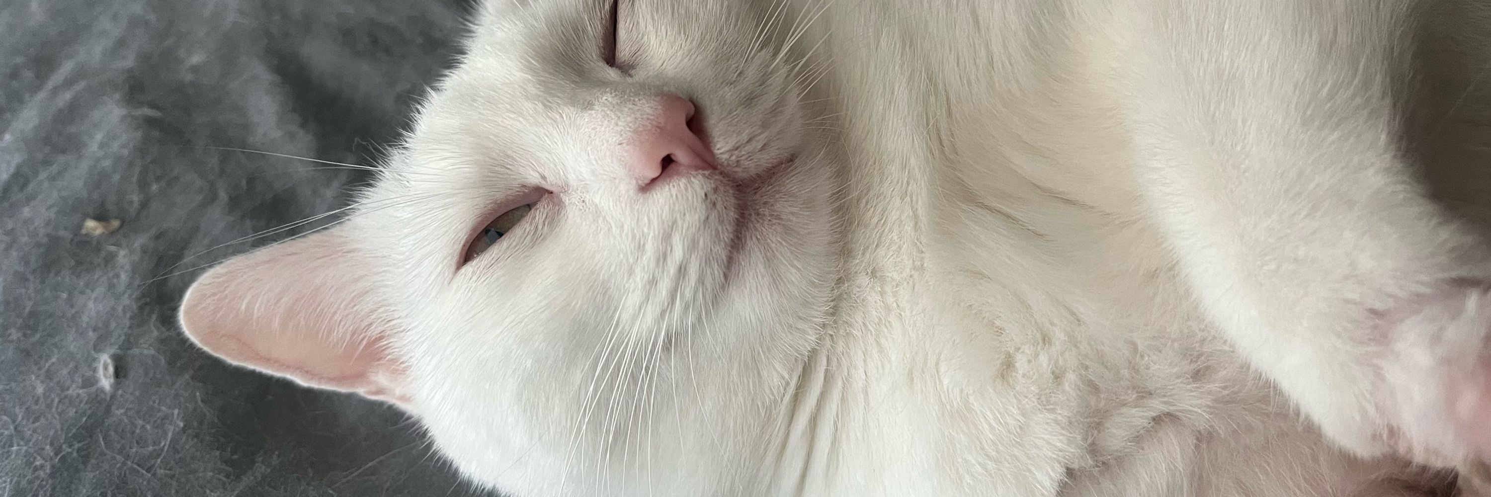 gigi :)