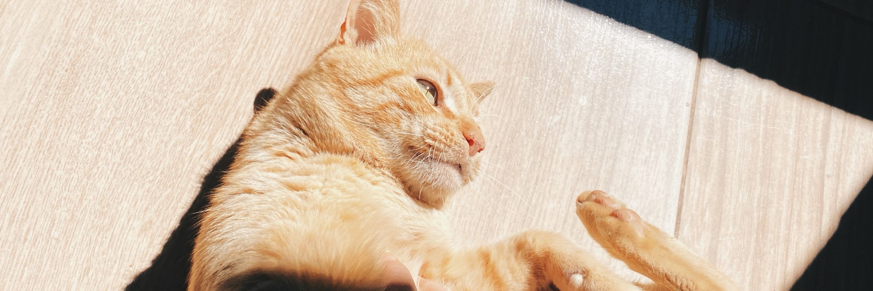 cassi