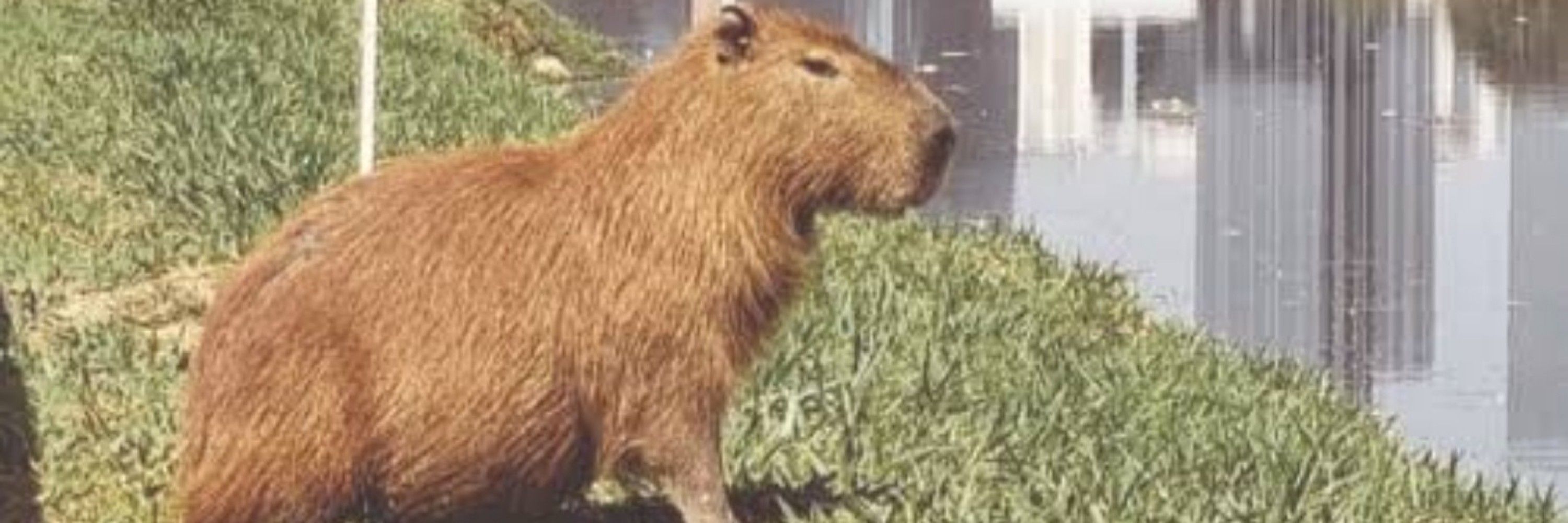 Kapvara