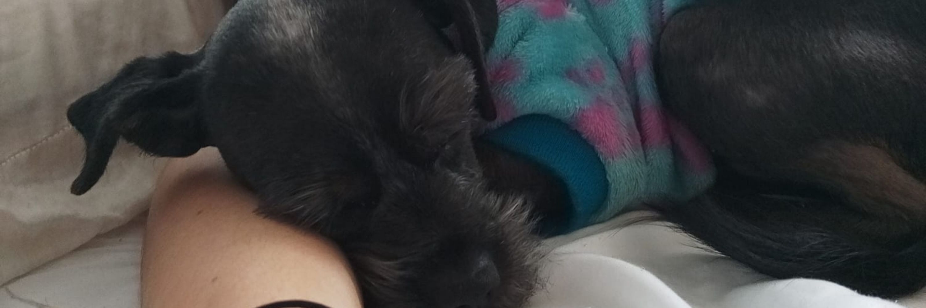 suri