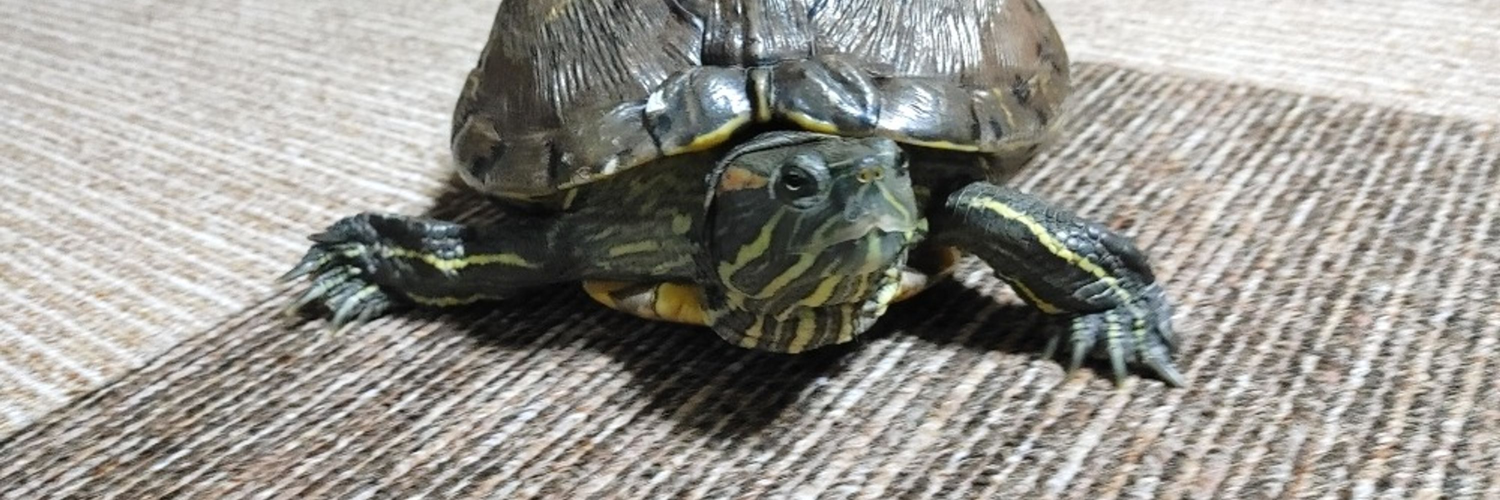 いち