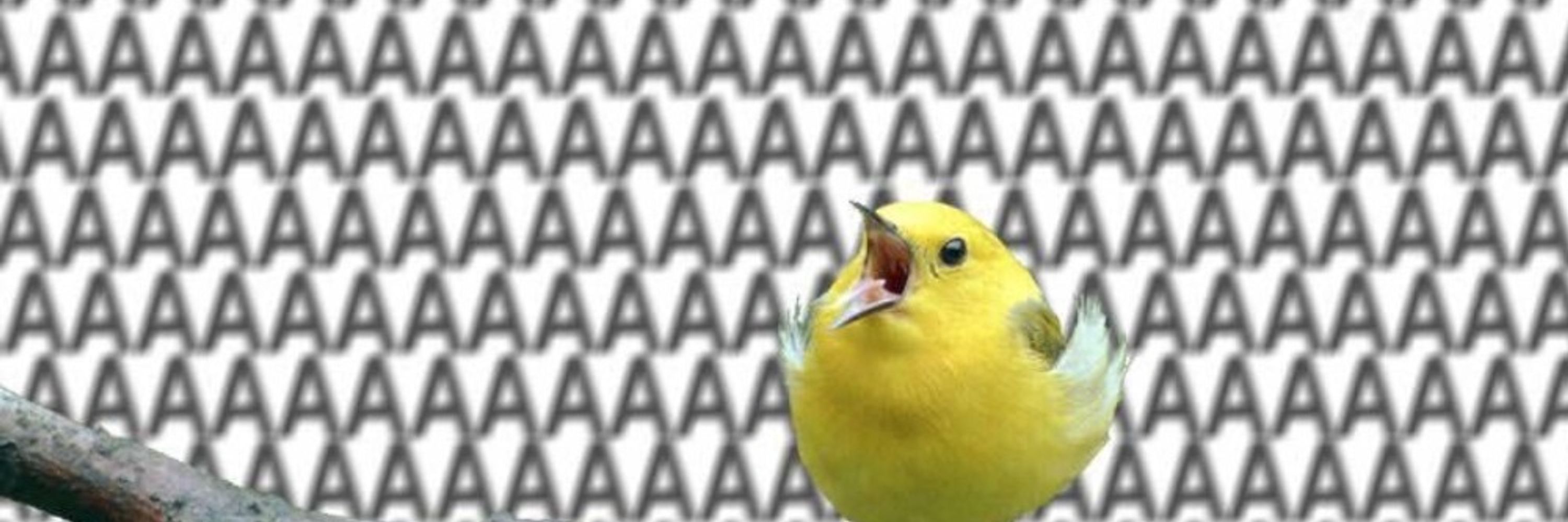 birb (jenny)