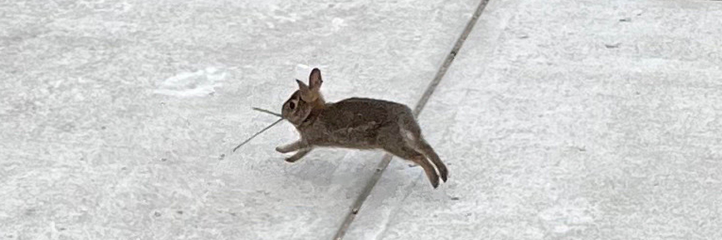 bun ꪔ̤ 🏳️‍⚧️