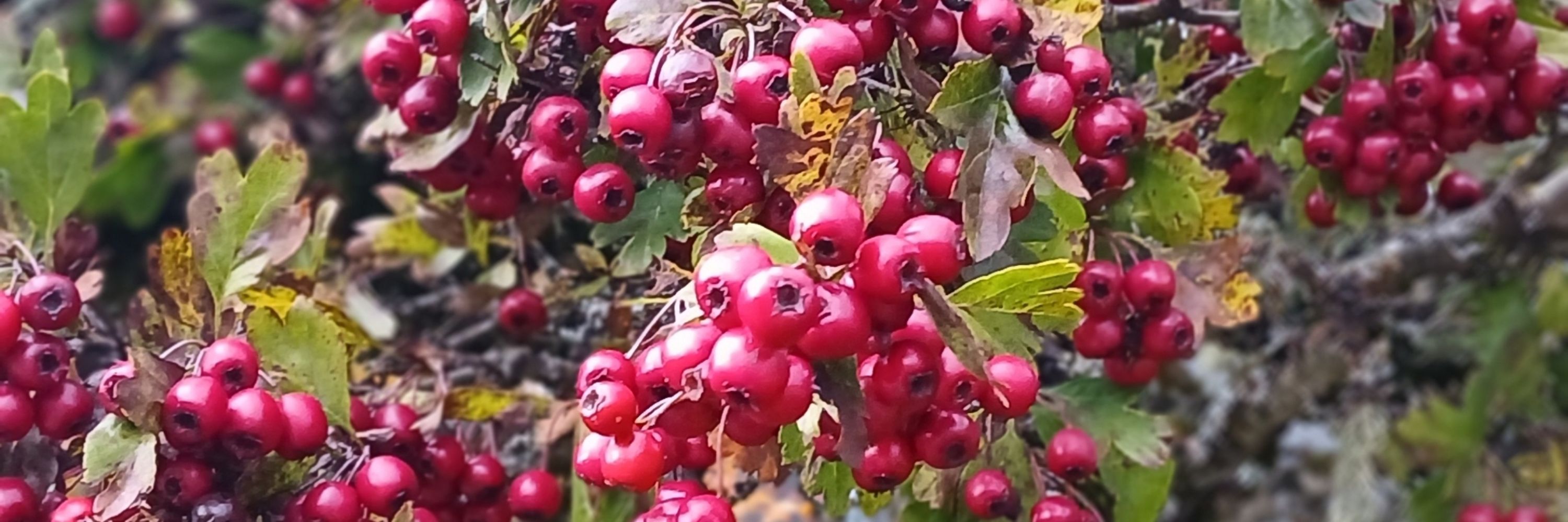 Maple