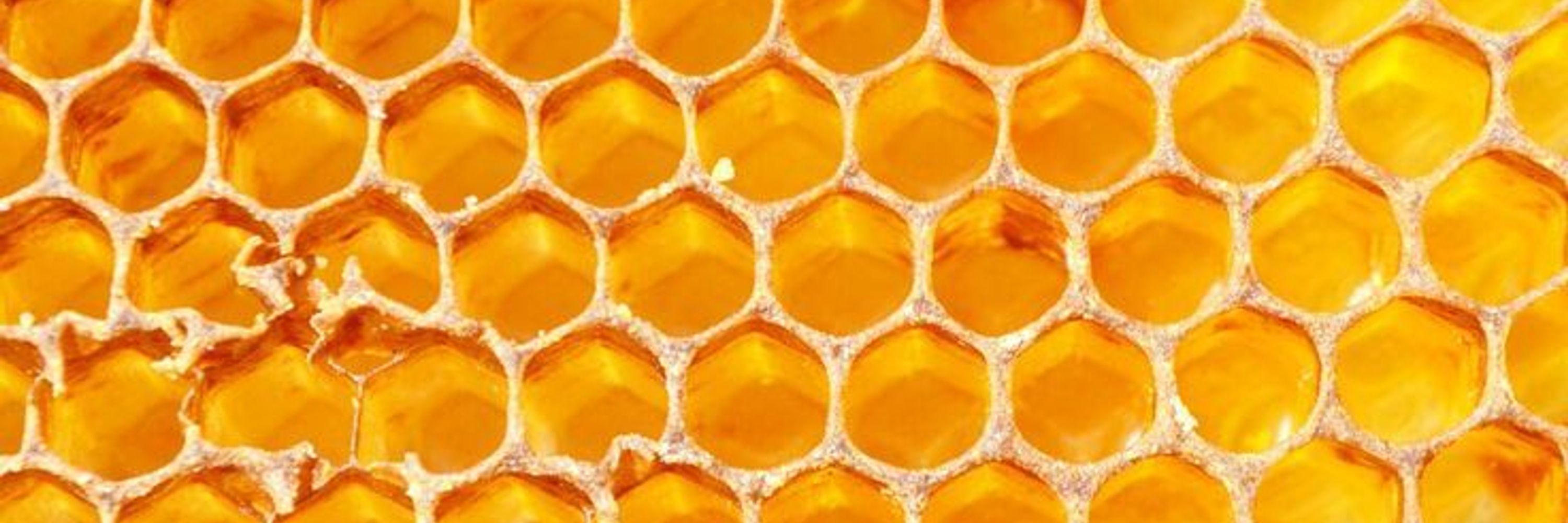Bumble 🐝🍯