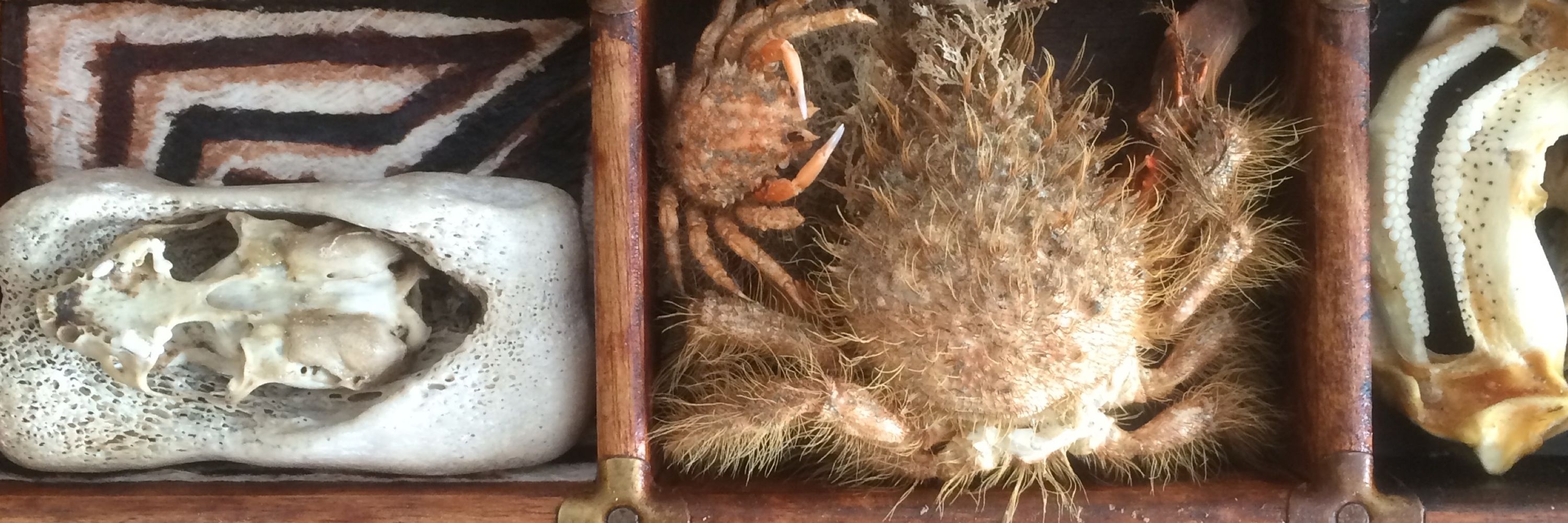 The Dunedin Museum  of Natural Mystery