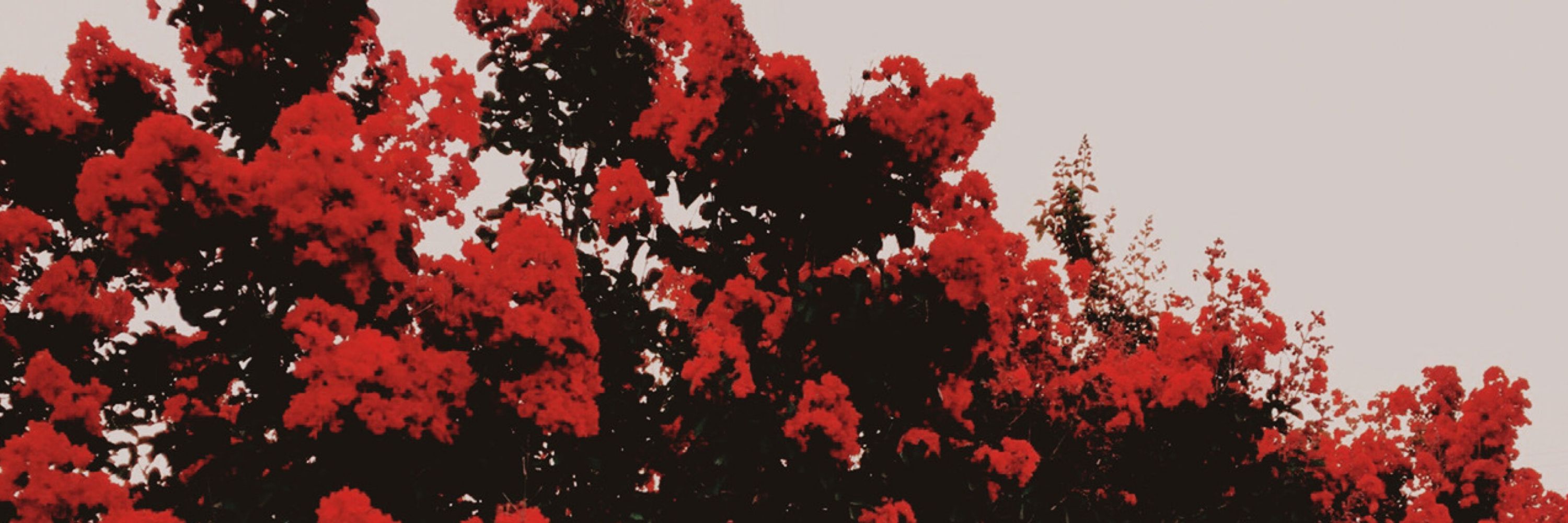 linsi