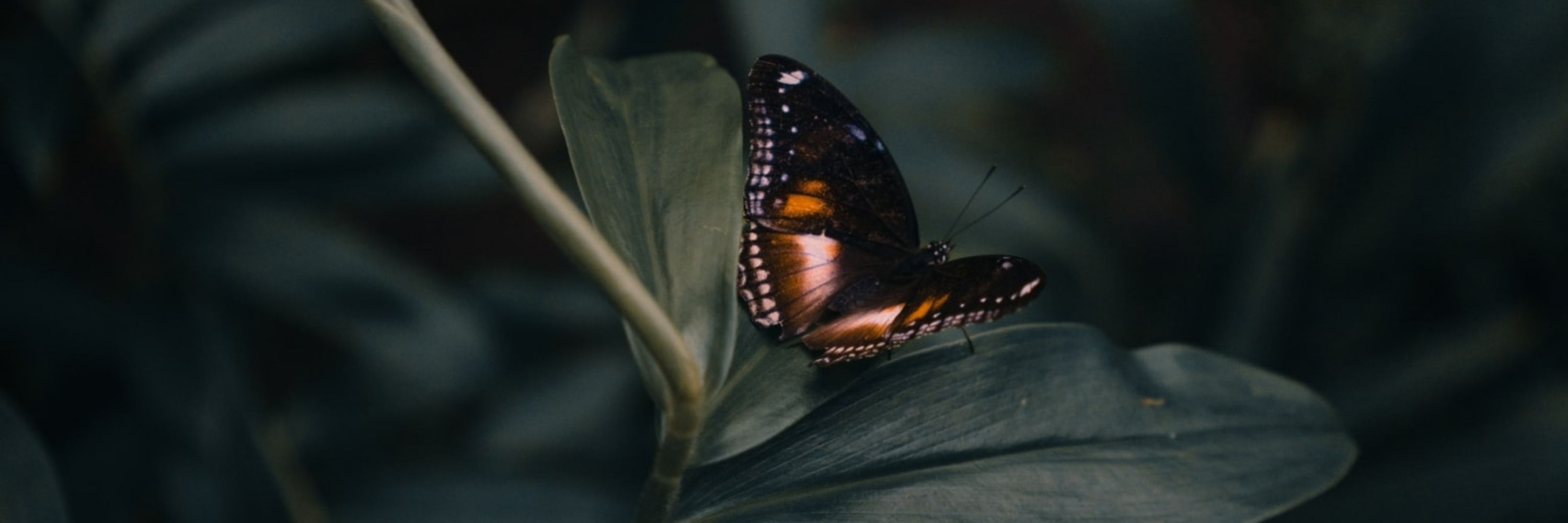Autumnmentia