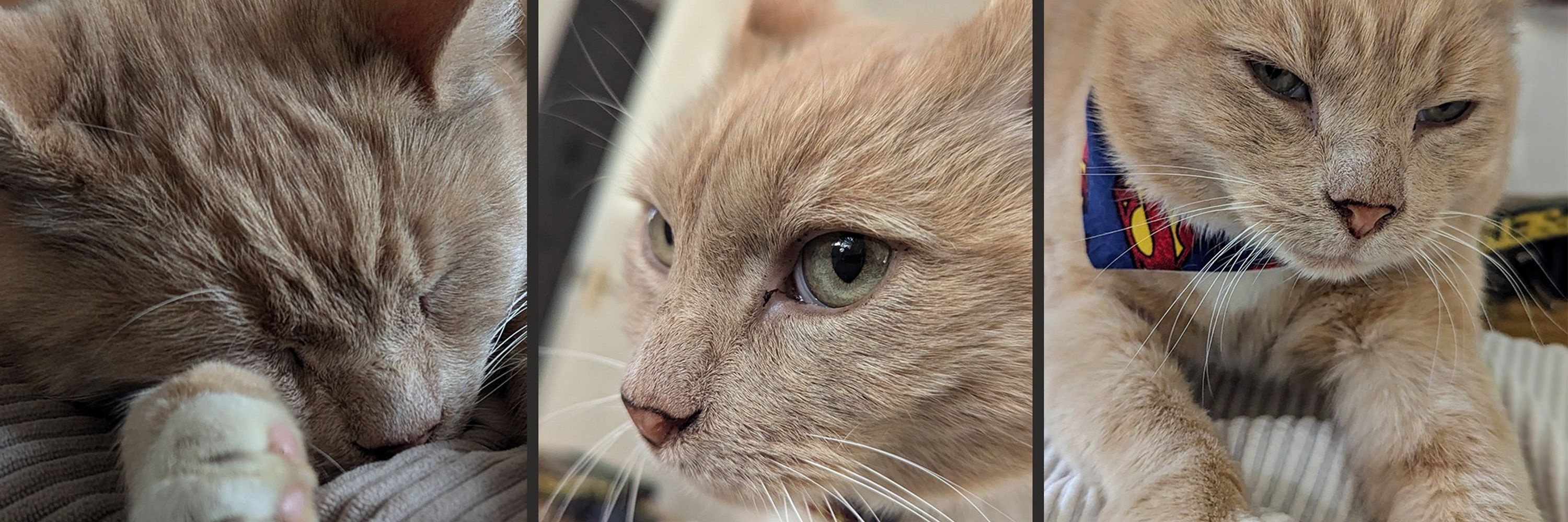 StanLee Cat