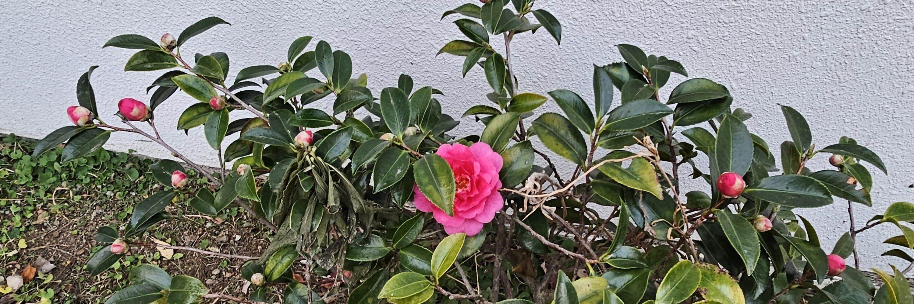 ぽに