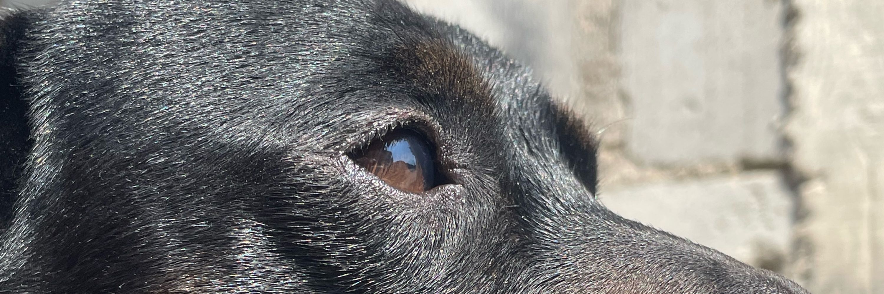 bella