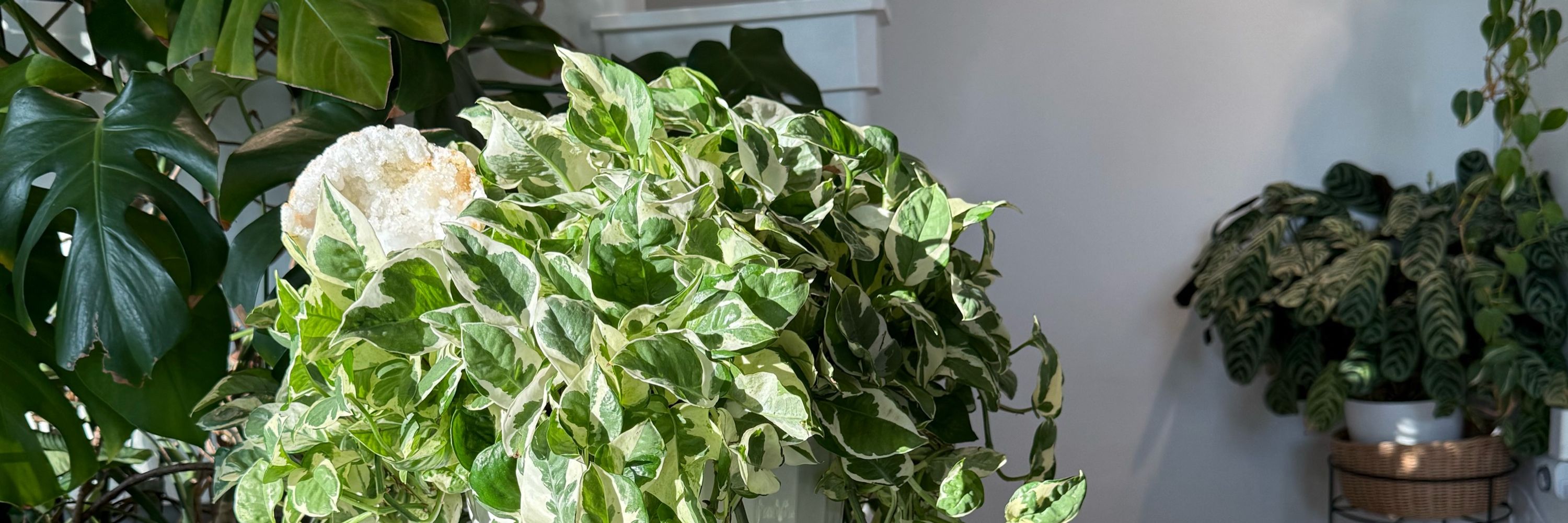 Mariahgrows 🌿🌿