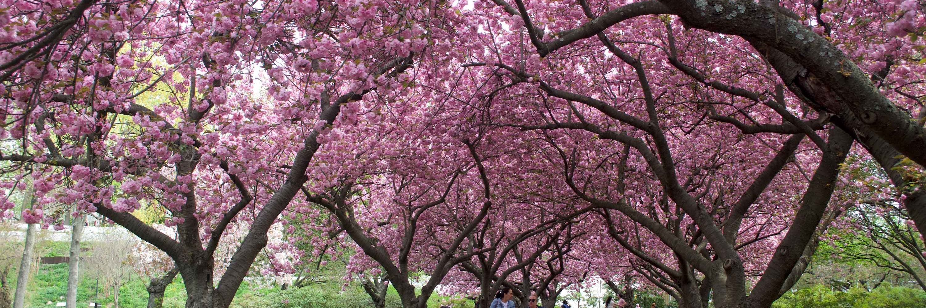 Brooklyn Botanic Garden