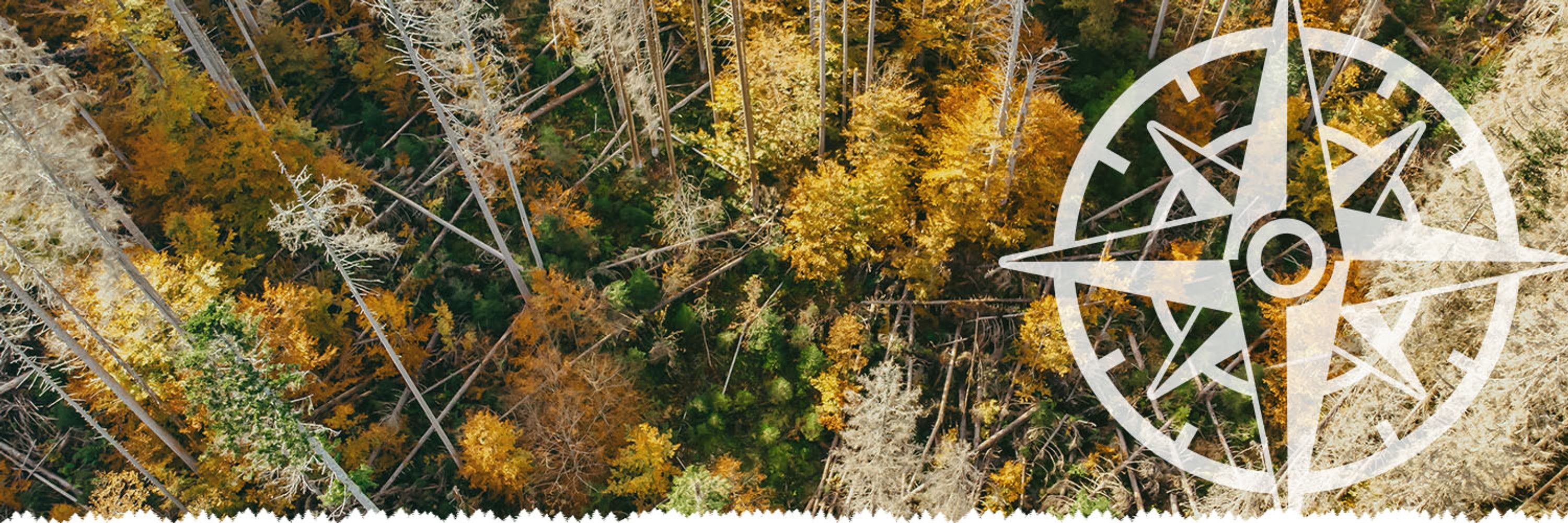 ForestNavigator Project