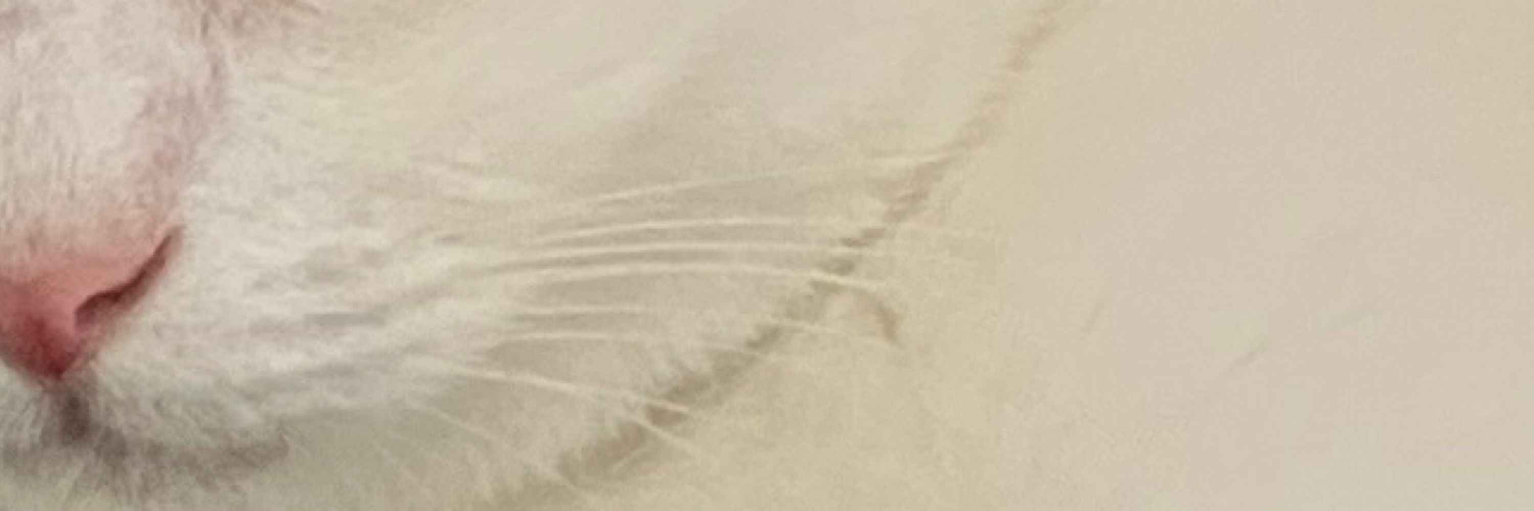 ね