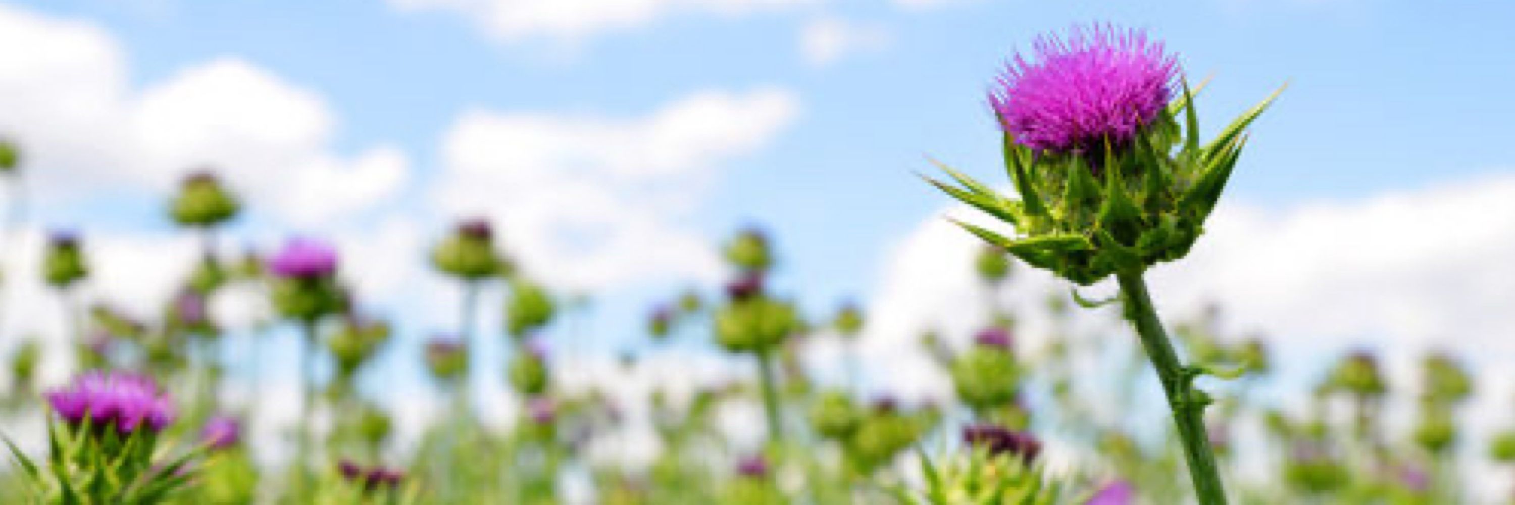 seattlethistle