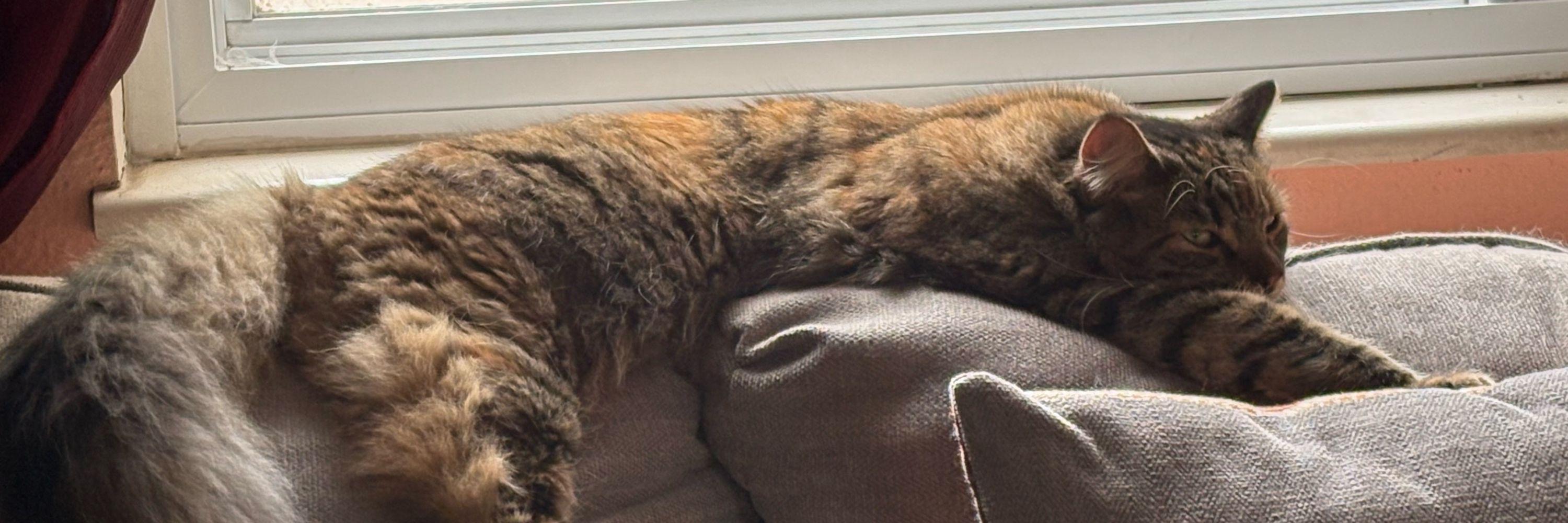 ally (cat)