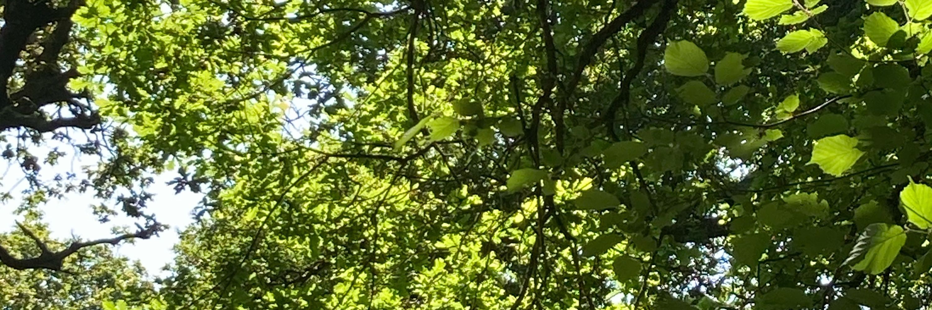 Mid Devon Birder