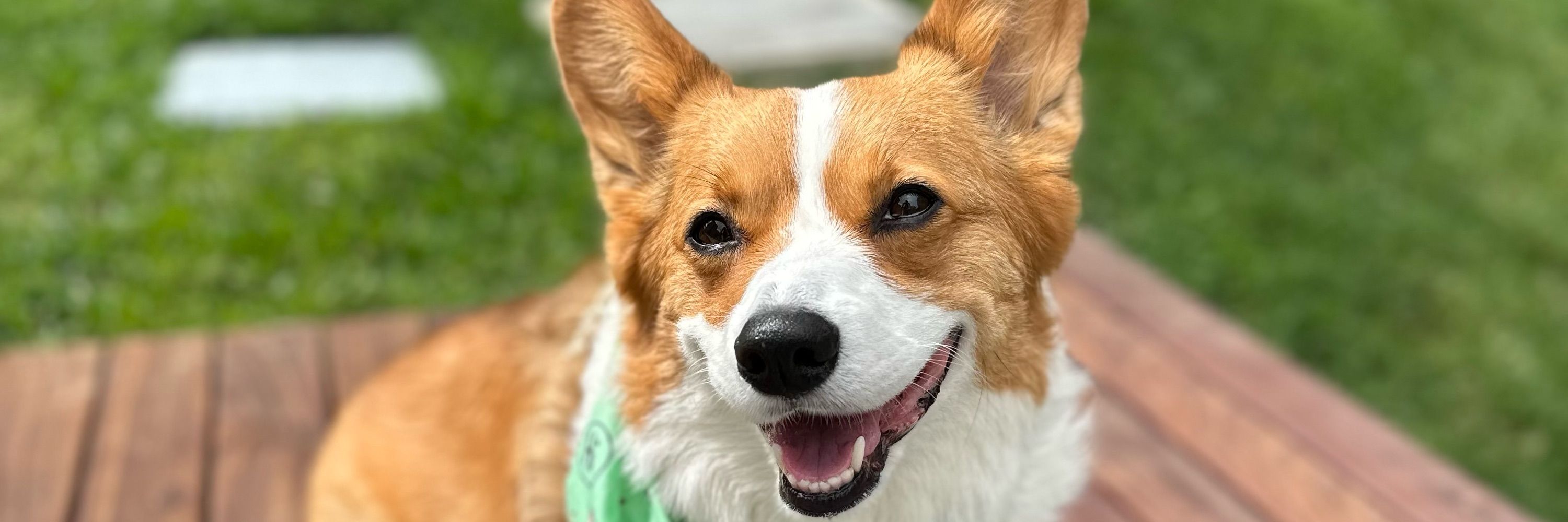 Steak the Corgi