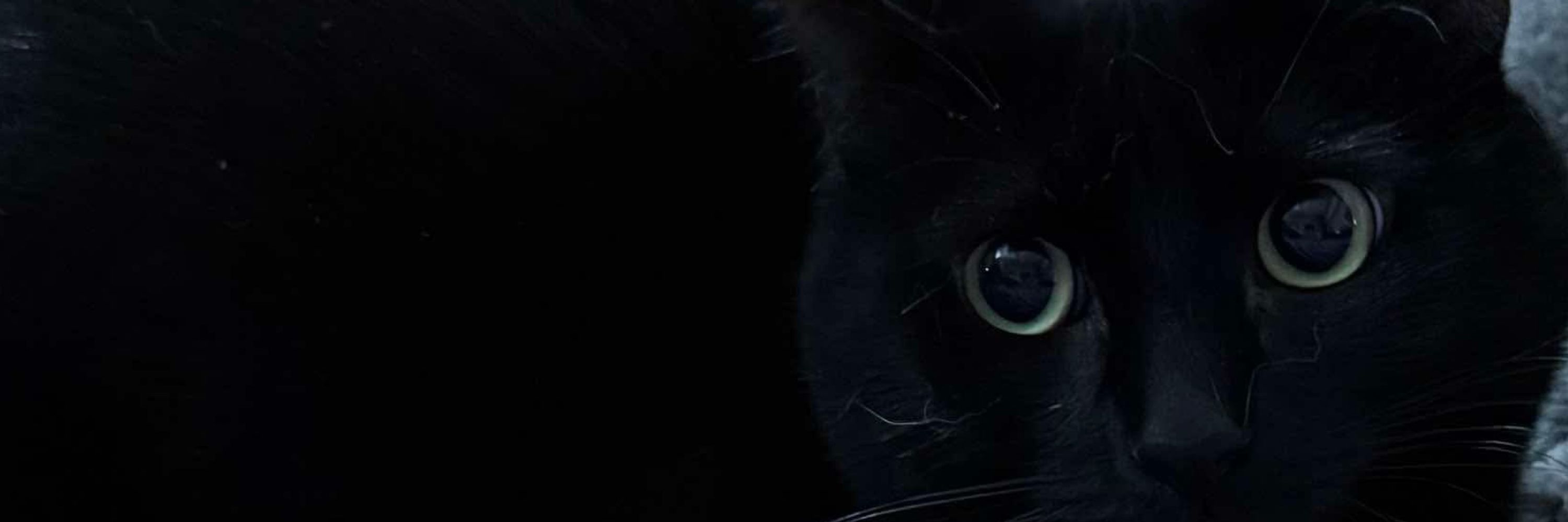 SaddestCatEver