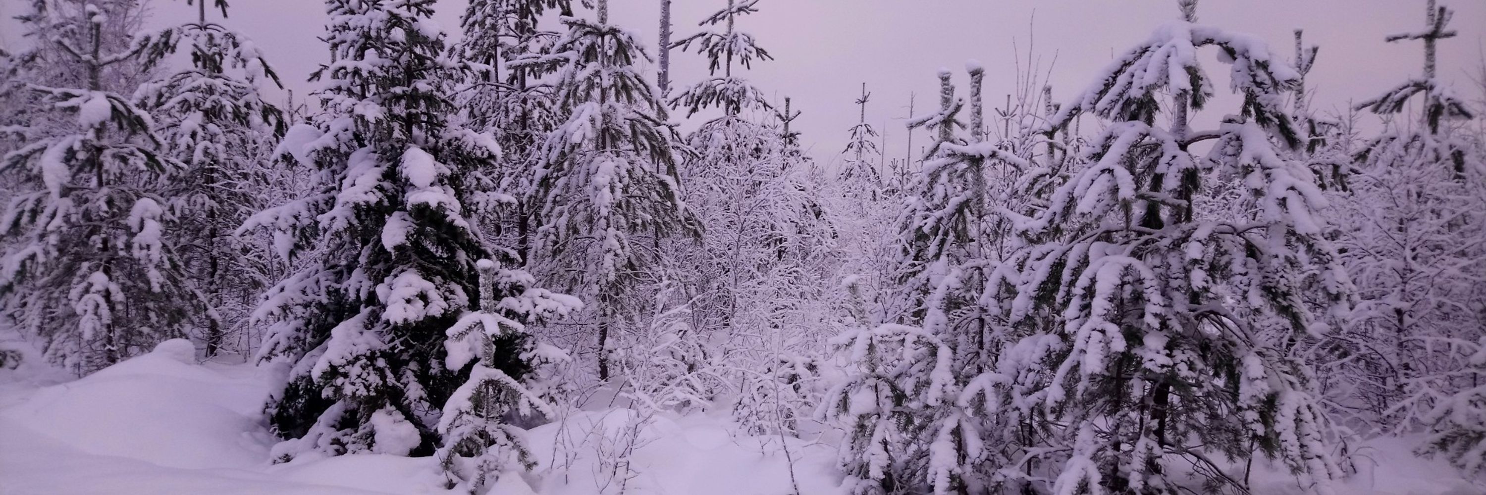 Kyn of the North
