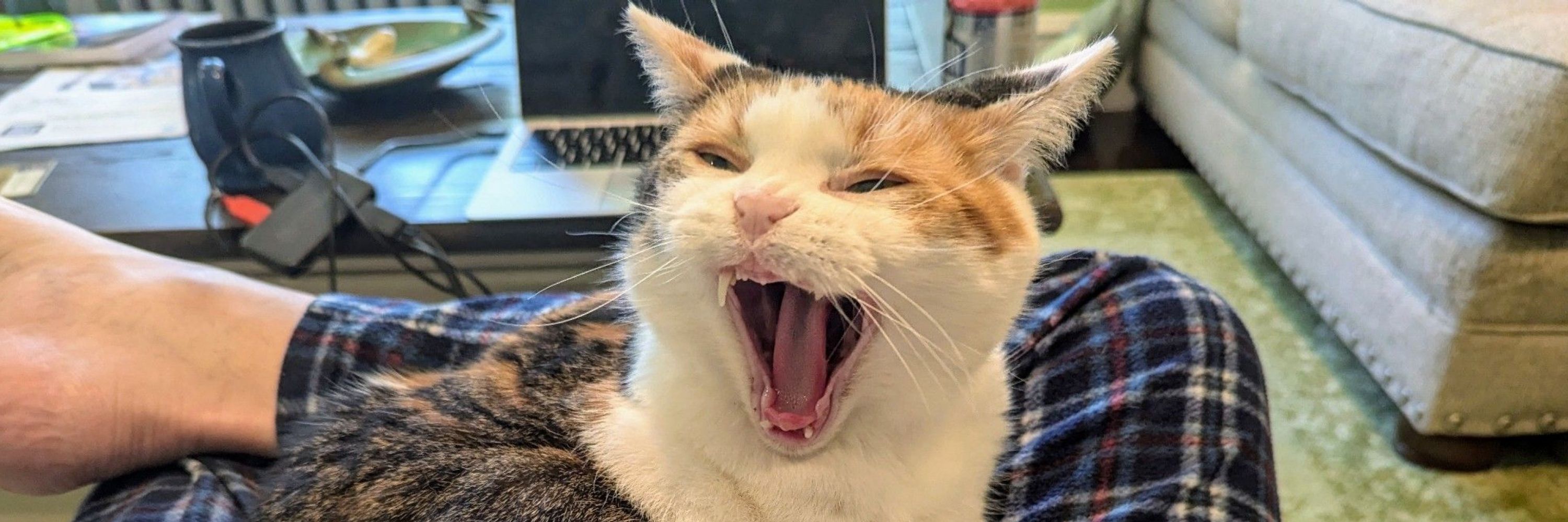 Jão