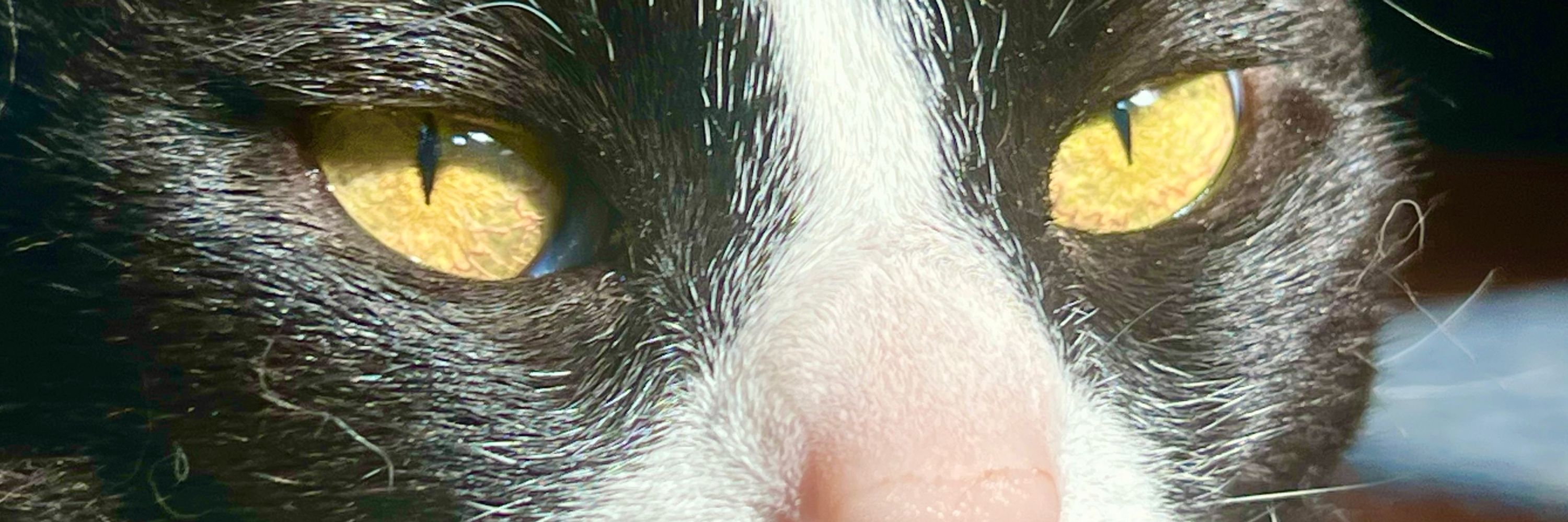 A dog that posts on-line