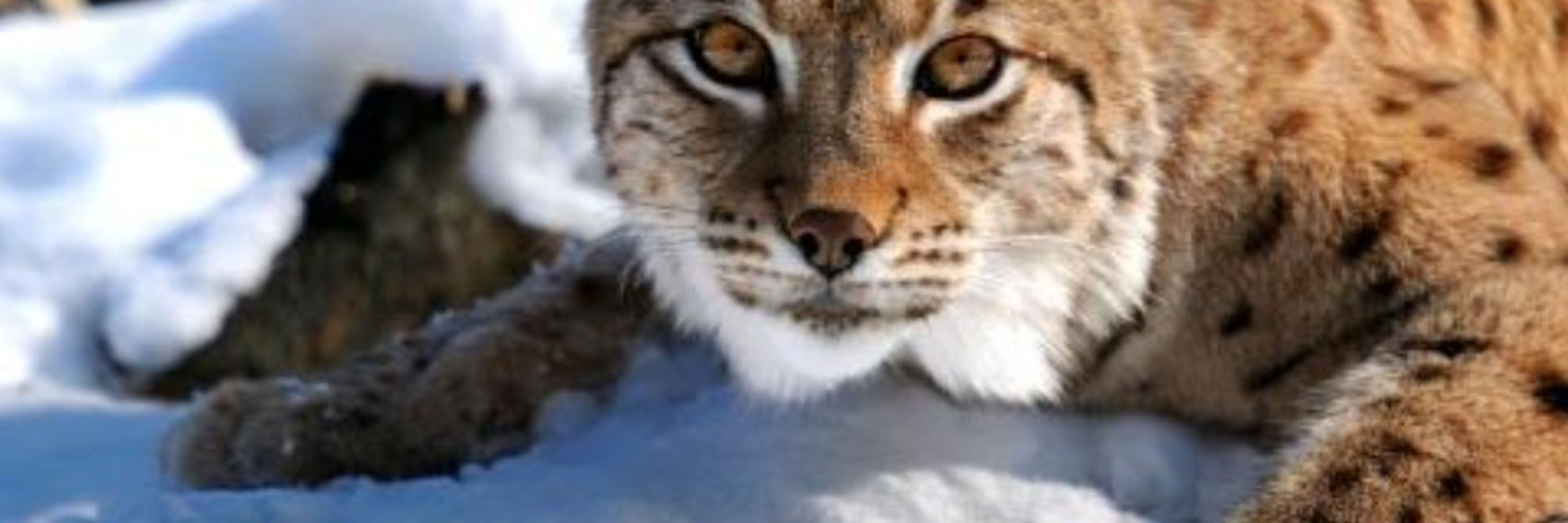 Sarito the 🧸 Lynx