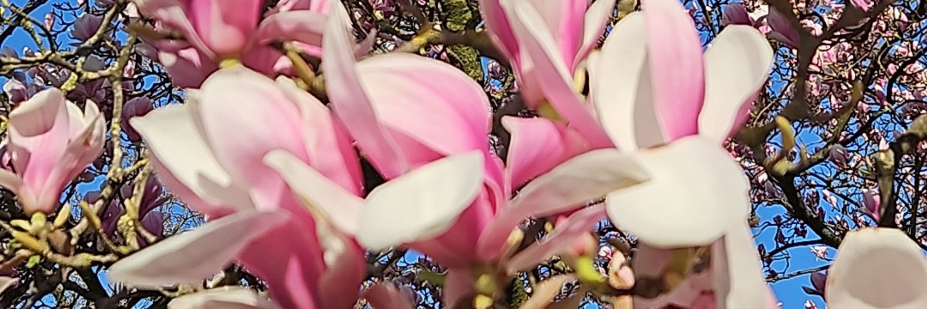 Margriet