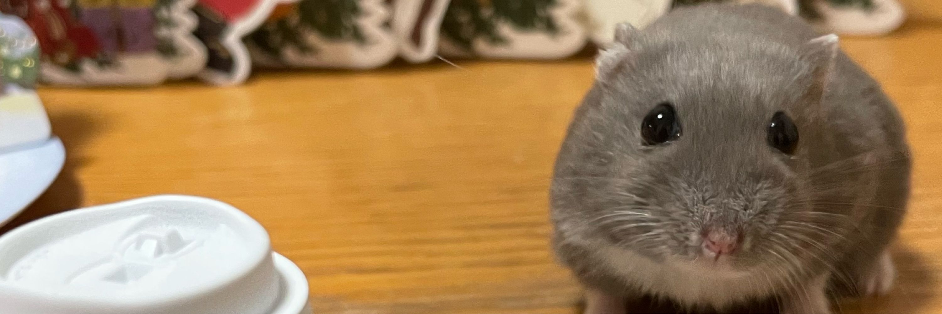Cちゃん