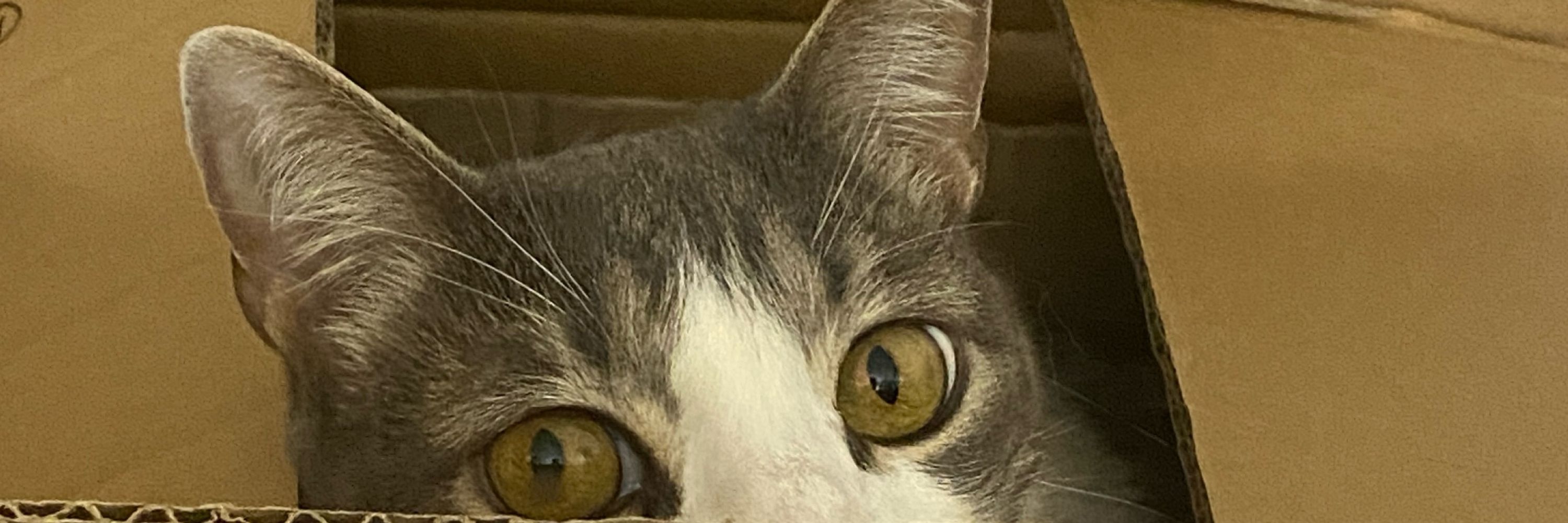 Lujandino