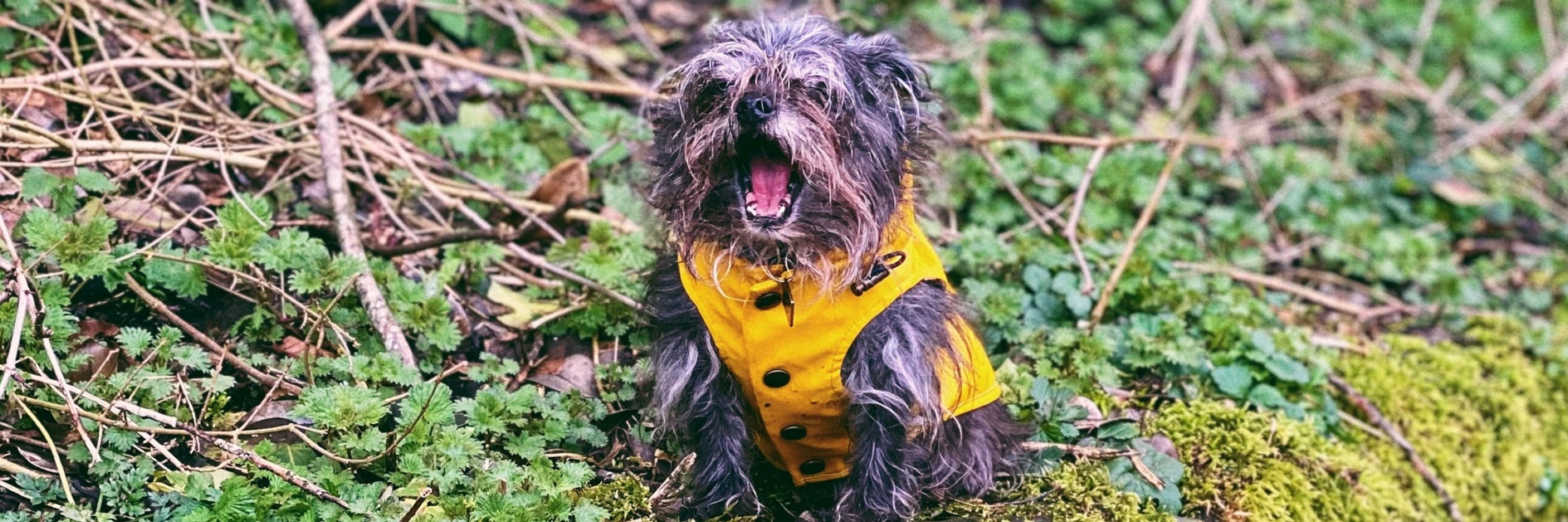 Sam