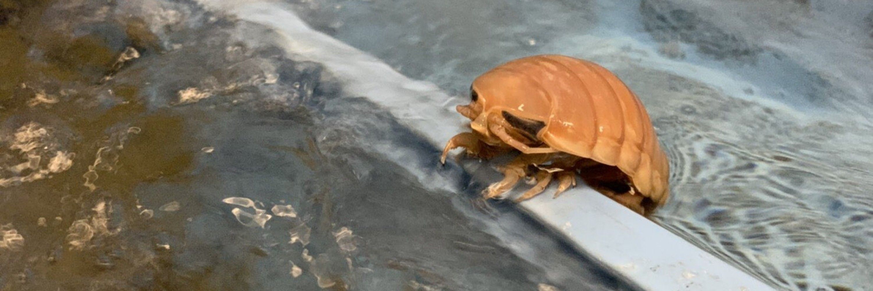 an isopod