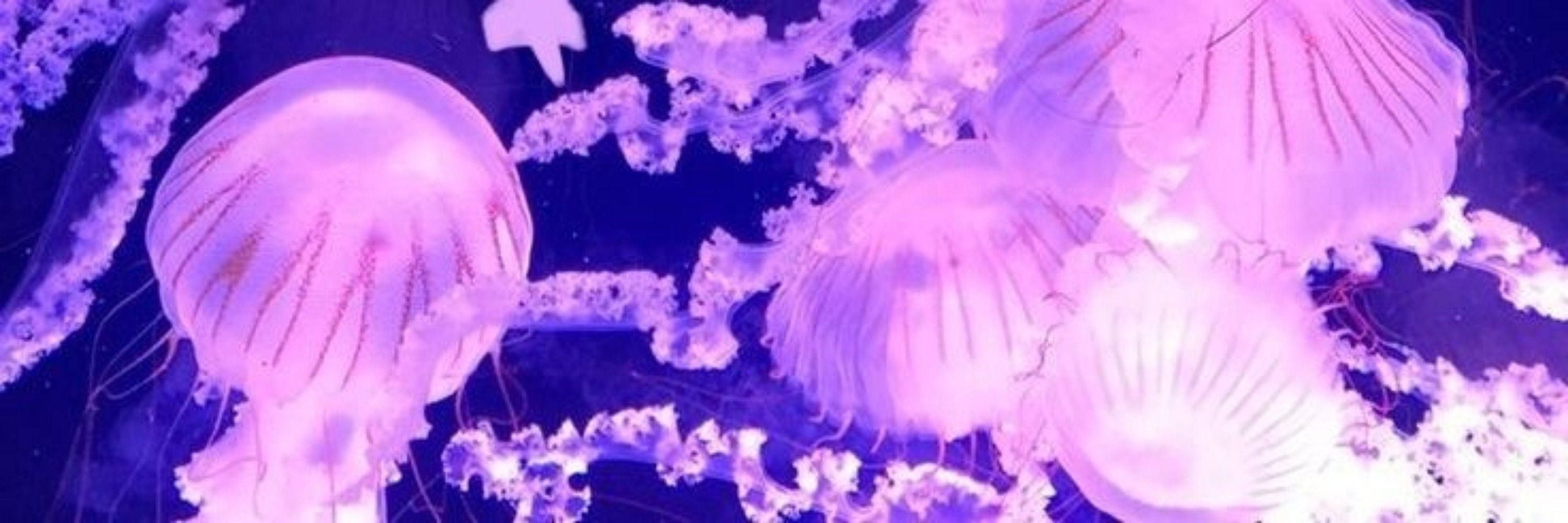 ☆ Aeda ☆