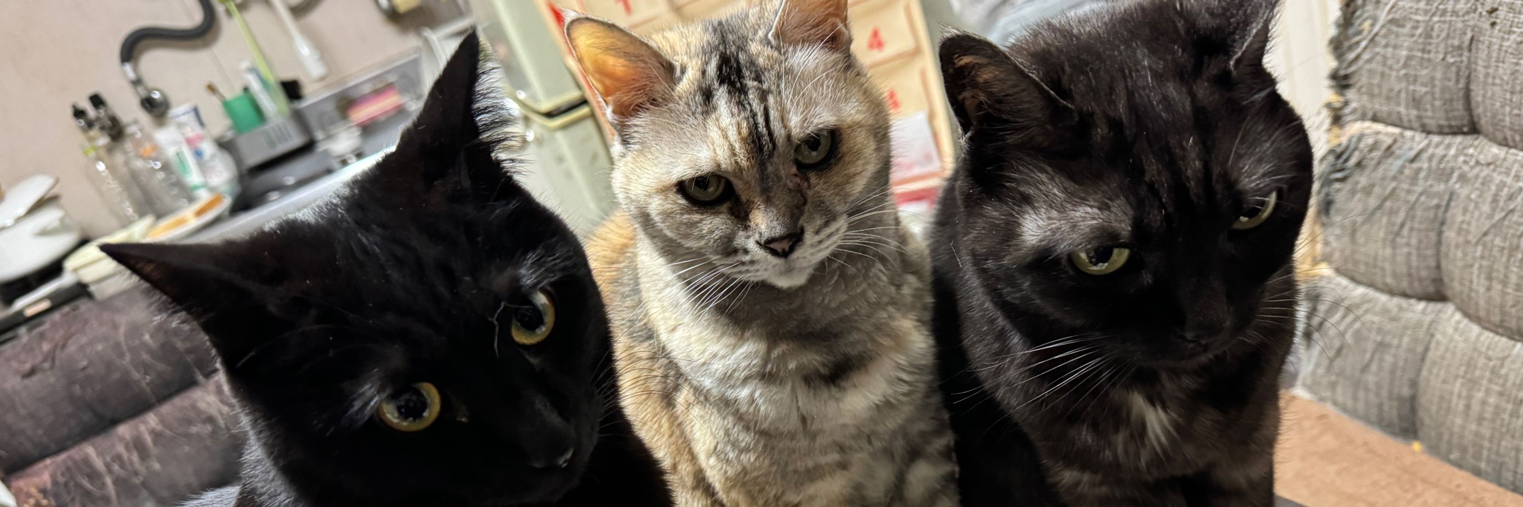 ヨシヒト