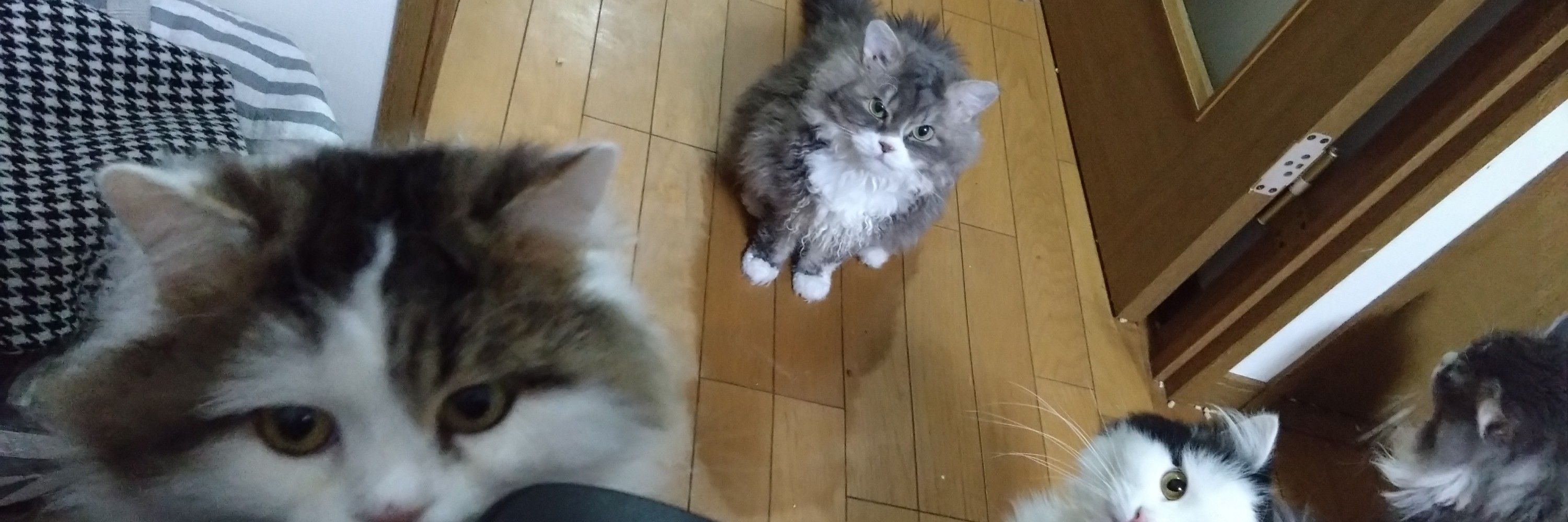 ミヌエット×セルカークレックスのがんちゃん