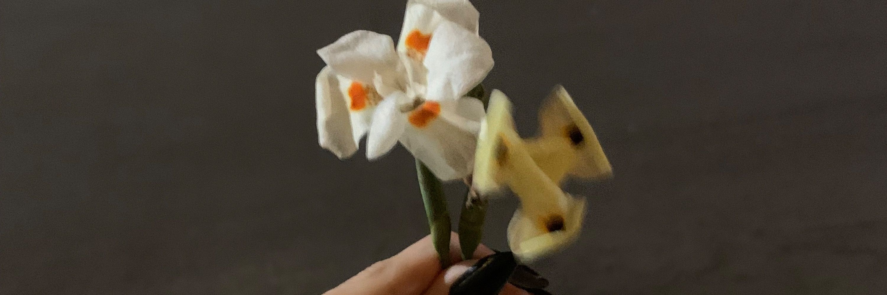 𝖓𝖎𝖒𝖆 ♡