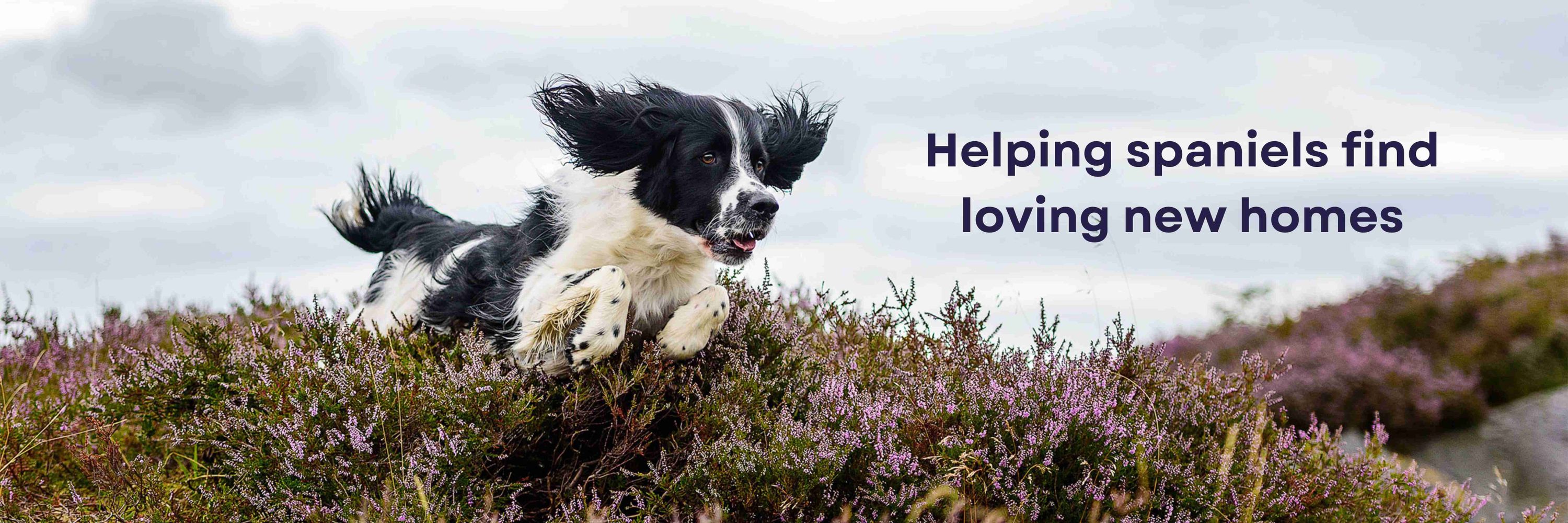 Spaniel Aid