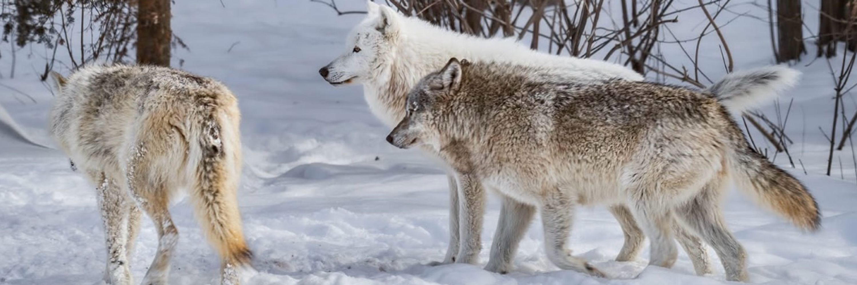 International Wolf Center