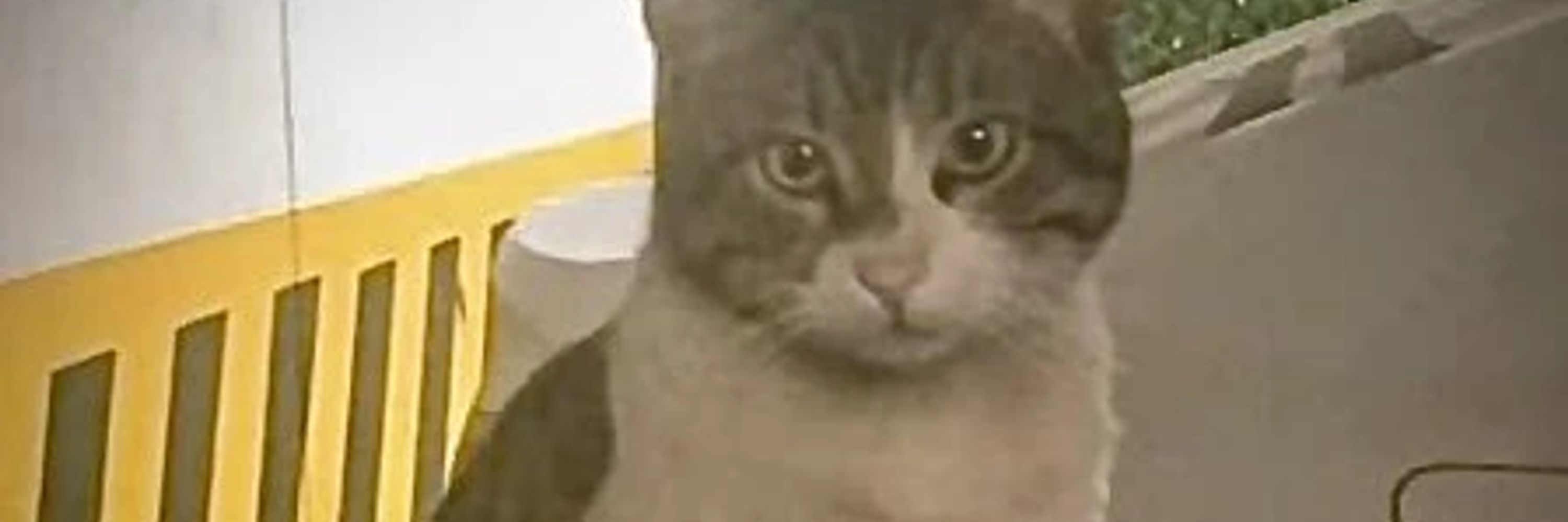 Kedi Eros
