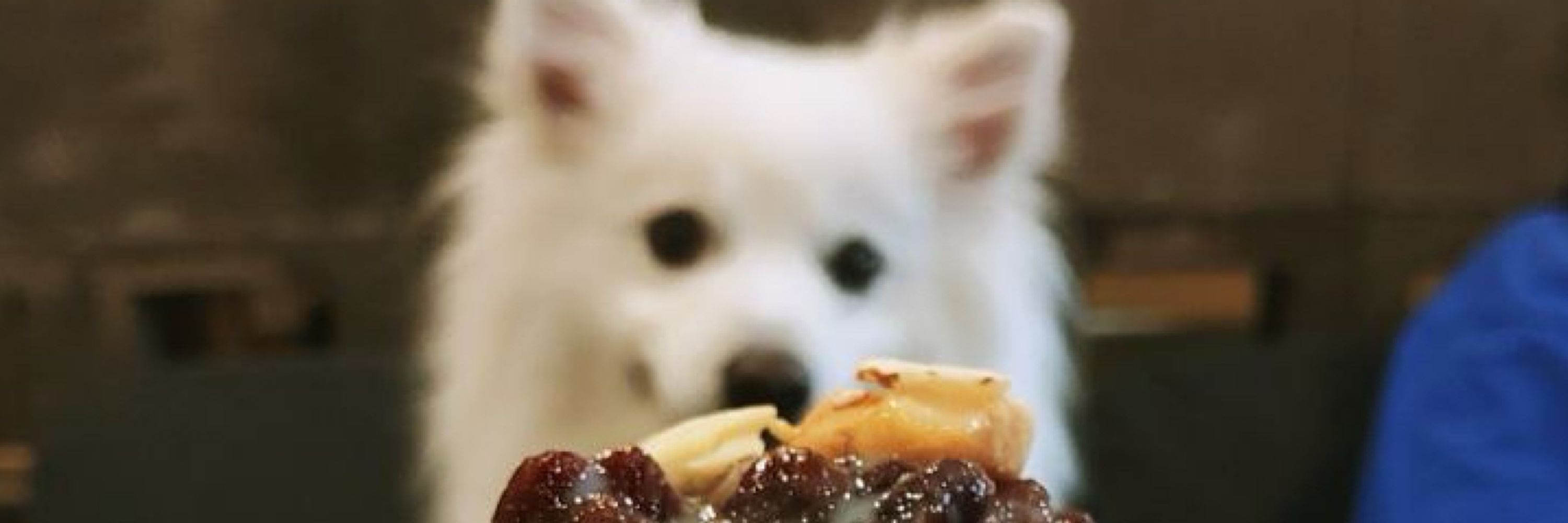菌某