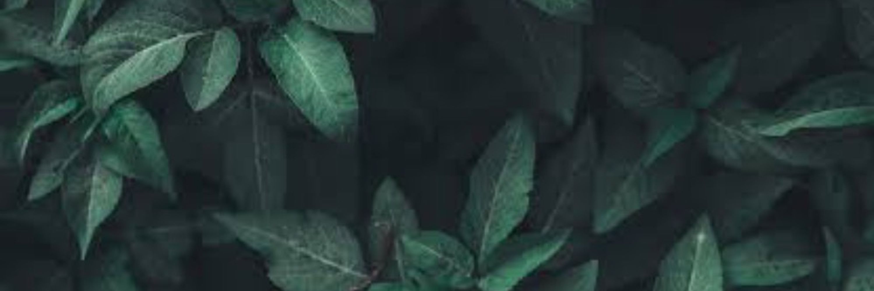 🌱Moth 🌱
