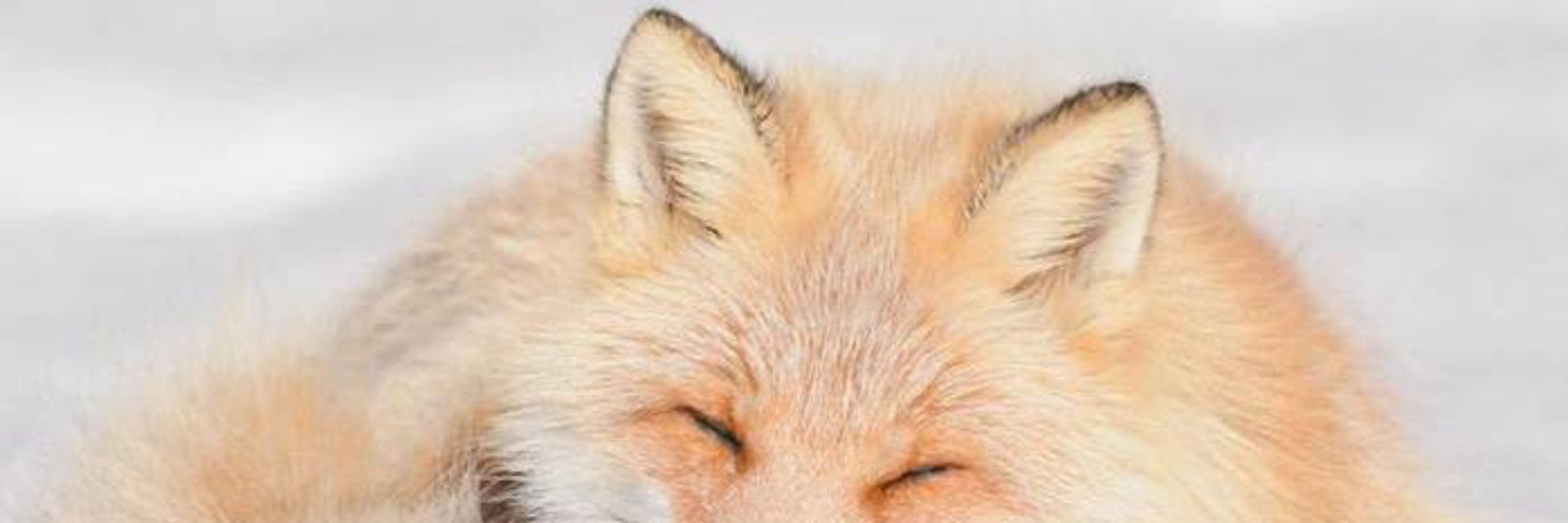 Heidilittlefox 🦊🩷