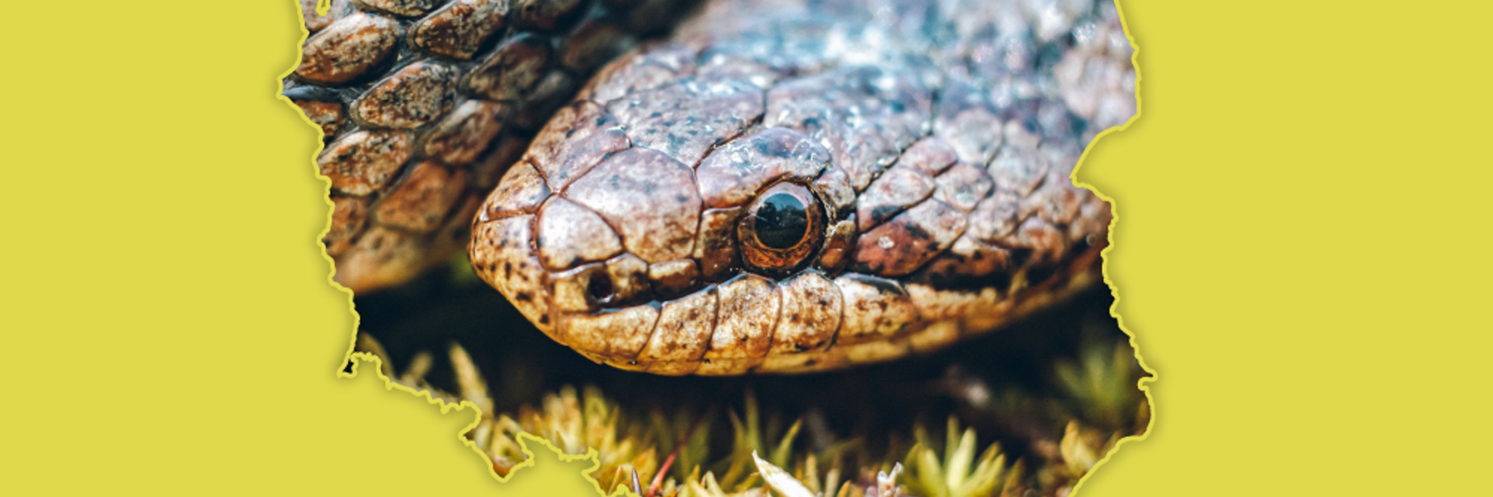 Towarzystwo Herpetologiczne NATRIX
