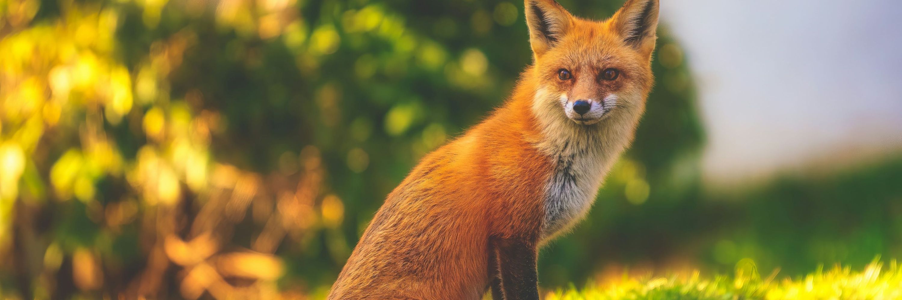 SSH Fox