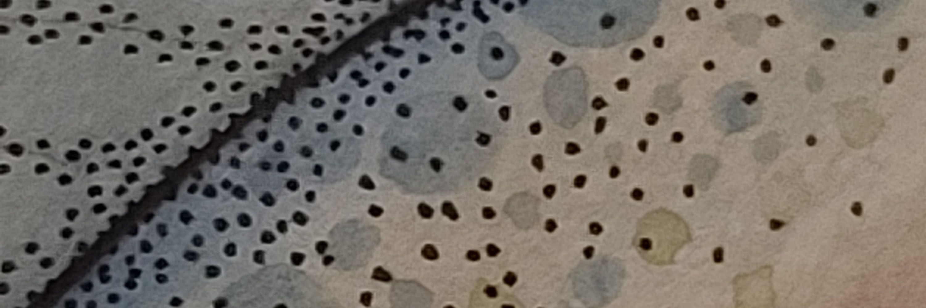 S. J. Aquarelle