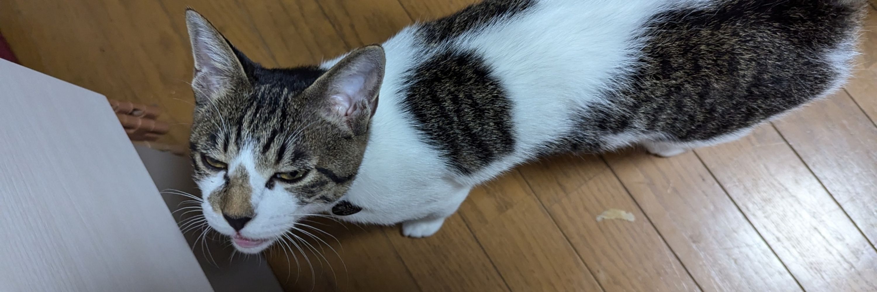 ハチ子