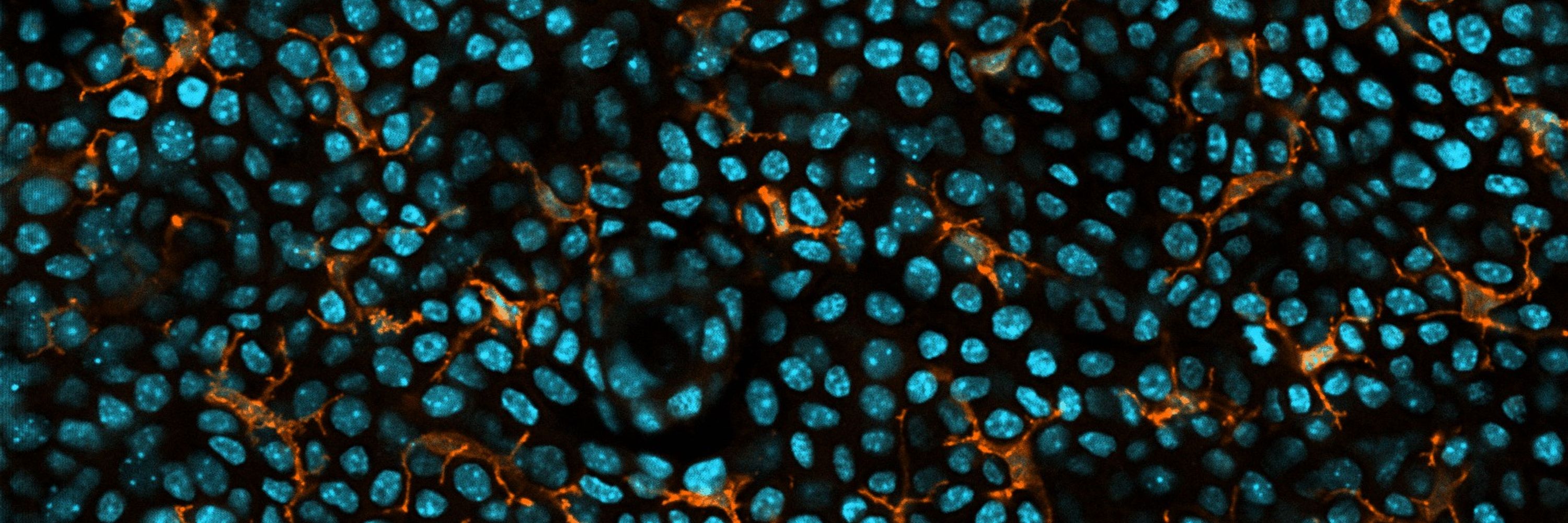Danish BioImaging 