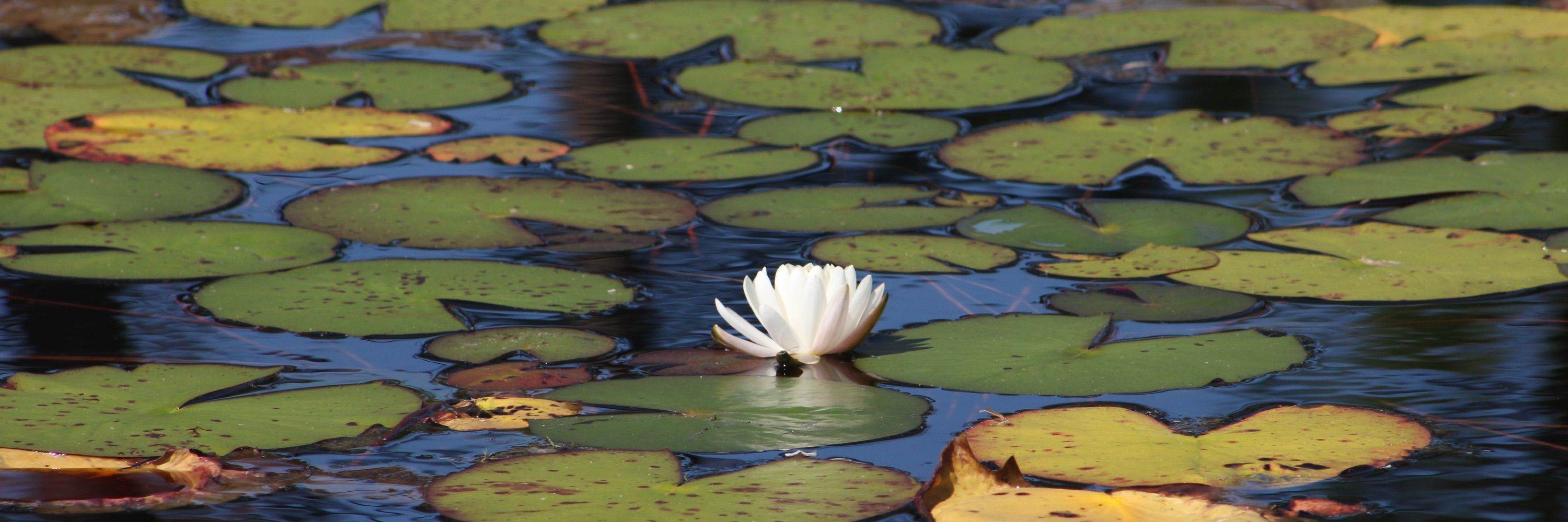 Schardein Imagery